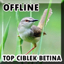 Kicau Burung Ciblek Betina APK