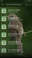 Kicau Burung Ciblek Betina screenshot 1