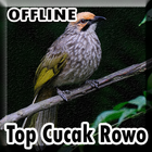 Suara Burung Cucak Rowo Gacor Offline icon