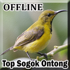 آیکون‌ Kicau Sogok Ontong Gacor Offline
