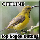 Kicau Sogok Ontong Gacor Offline ikona