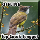 Suara Cucak Jenggot Gacor Offline icon