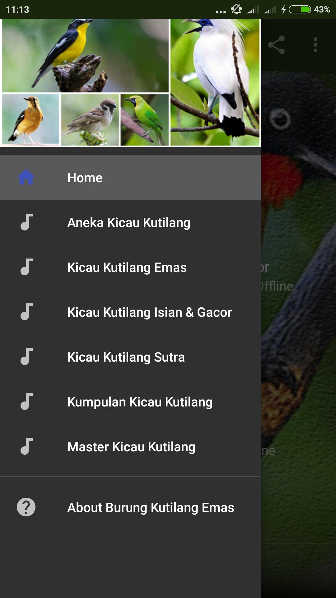 Suara burung kutilang emas mp3