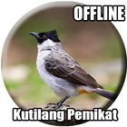 Suara Burung Kutilang Pikat icône