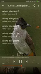 Baixar Suara Burung Kutilang Pikat XAPK