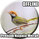 Suara Burung Prenjak Kepala Merah APK
