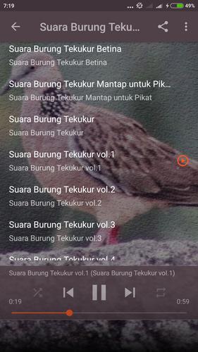 Suara Burung Tekukur Pikat For Android Apk Download