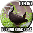 Suara Burung Ruak Ruak Pikat APK