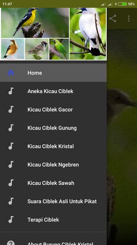 Masteran Ciblek Kristal Gacor For Android Apk Download