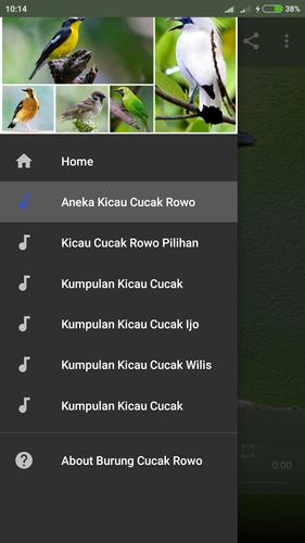 Suara Cucak Rowo Gacor Mp3 For Android Apk Download