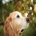 Cute Animals