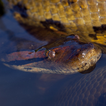 Anaconda Videos