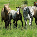 Wild Horses Videos