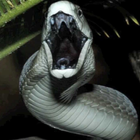 Icona Black Mamba Snake Videos