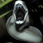 Black Mamba Snake Videos icono