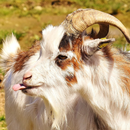 Funny Goat Videos APK