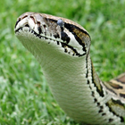 Python Snake Videos ícone