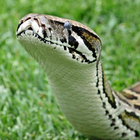 Python Snake Videos أيقونة