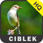 Kicau Ciblek icon