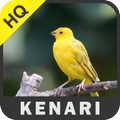 Masteran Kenari Gacor MP3 Offline