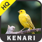 Masteran Kenari Gacor MP3 Offline biểu tượng