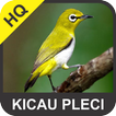 Kicau Pleci Suara Gacor Masteran