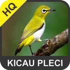 Kicau Pleci ikona