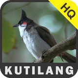 Kicau Kutilang icon