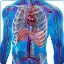 Human Arterial System aplikacja