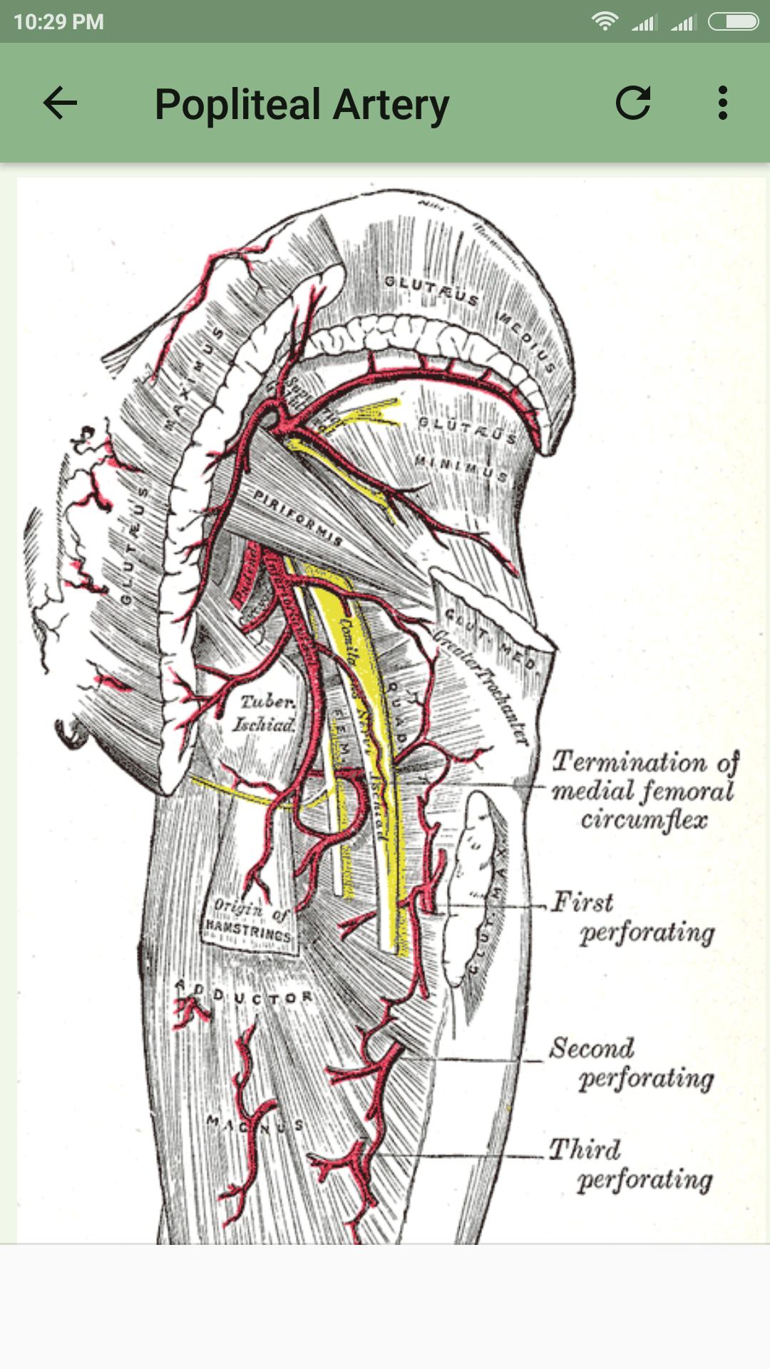 Human Arterial System for Android - APK Download