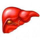 Hepatology & Diseases ไอคอน