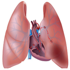 Pulmonary & Diseases icône