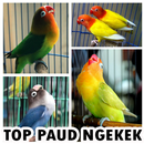 Master Lovebird Paud Ngekek Panjang Offline APK