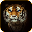 Tiger Wallpaper HD APK