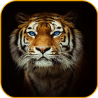 Icona Tiger Wallpaper HD