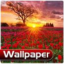 Red Poppy Live HD Wallpaper APK