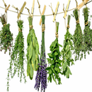 Plantas y Hierbas medicinales-APK