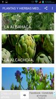 Plantas y Hierbas medicinales-poster