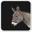 Donkey HQ Sounds APK