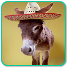 آیکون‌ Donkey Wallpapers HD