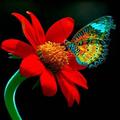 Butterfly Live Wallpaper