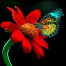 Butterfly Live Wallpaper APK