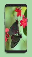 Butterfly Live Wallpaper постер