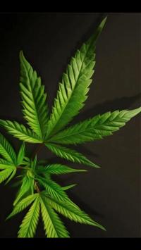 Weed Marijuana 4K Wallpaper for Android - APK Download