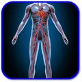 How to boost Blood Circulation