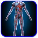 How to boost Blood Circulation APK
