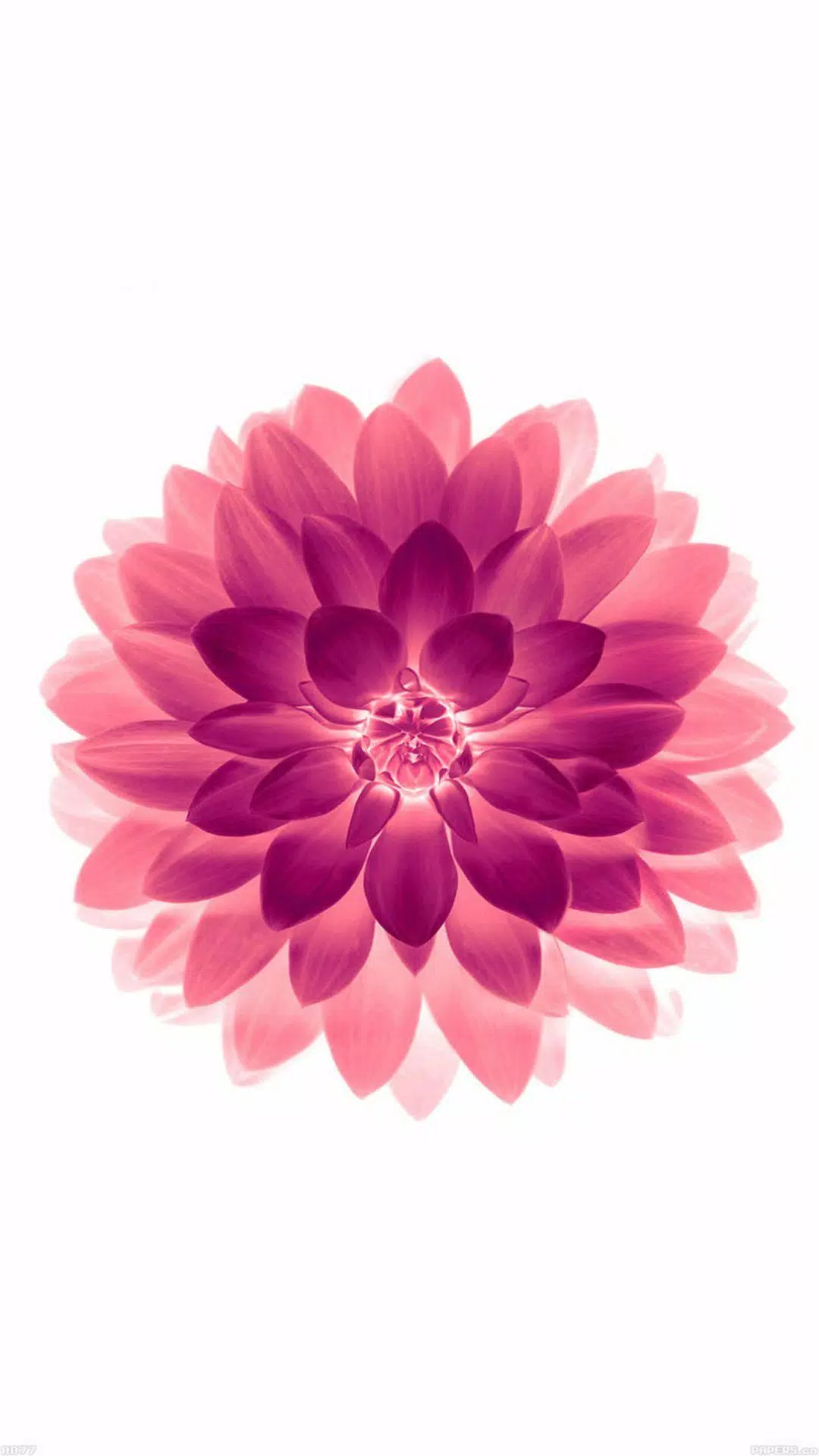 Dahlia Live Wallpaper Ultra Hd Apk Pour Android Telecharger