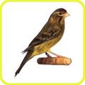 Canary Timbrado HD