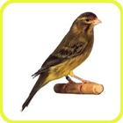 Canario Timbrado HD ikon