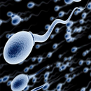 Increase Sperm Volume APK